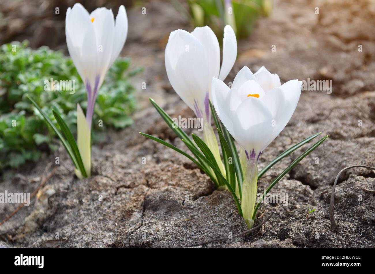 Weiße Frühlingscrocues sind dekorative Blüten, die im frühen Frühjahr aus nächster Nähe blühen. Stockfoto