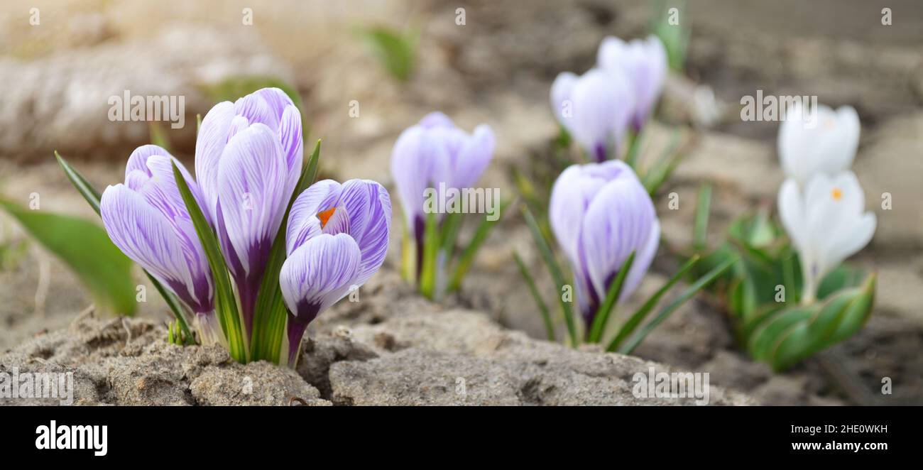 Frühlingskrokusse sind dekorative Blüten, die im frühen Frühjahr aus nächster Nähe blühen. Kann als Grußkarte verwendet werden. Stockfoto