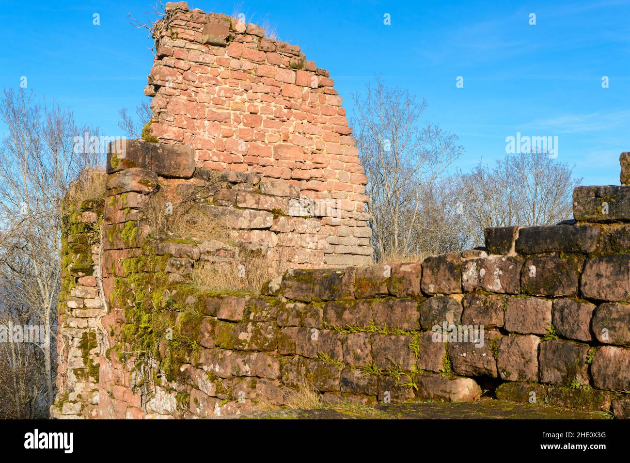 Ruinen der Burg Haut-Barr im Elsass. Die Befestigungsanlagen der Burg haben dicke Mauern aus rosa Vogesen-Sandstein. Stockfoto