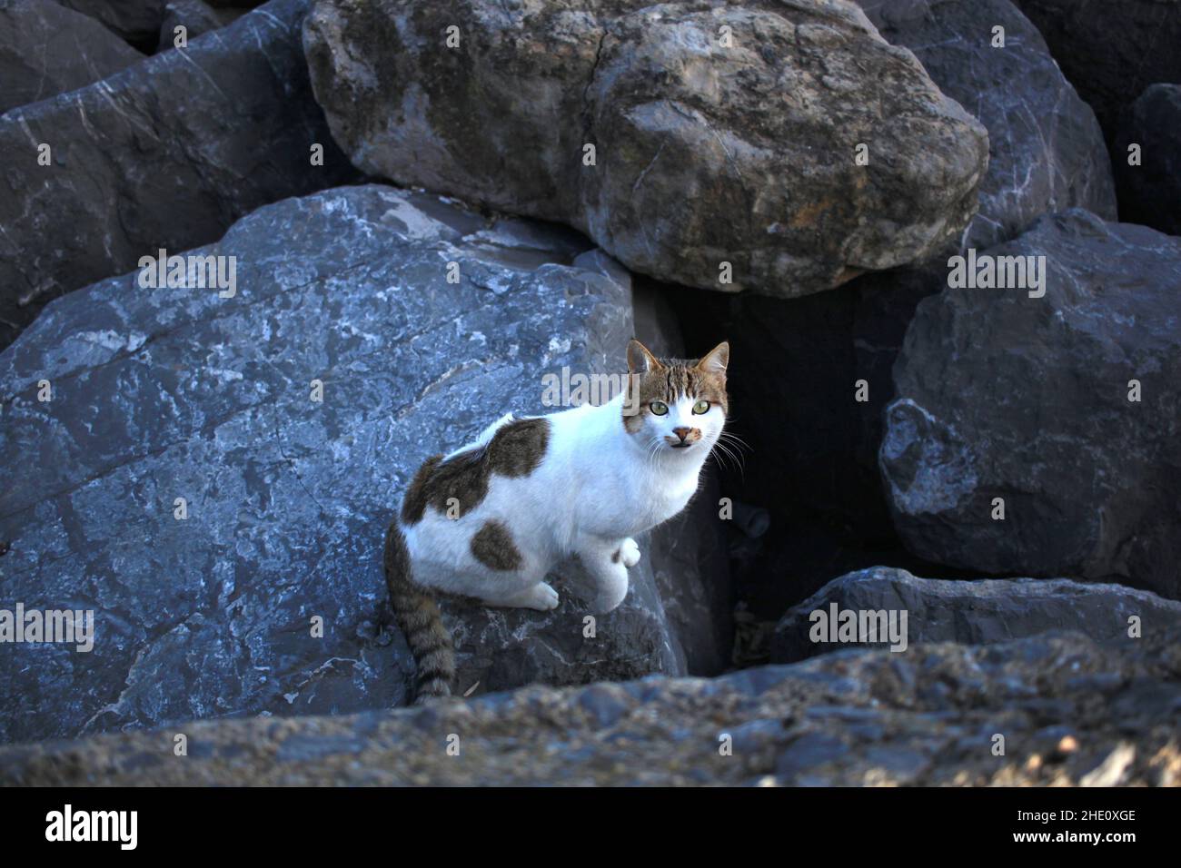 Aufnahme einer Katze, die auf Felsen sitzt und auf die Kamera im Bosporus, Istanbul, blickt Stockfoto