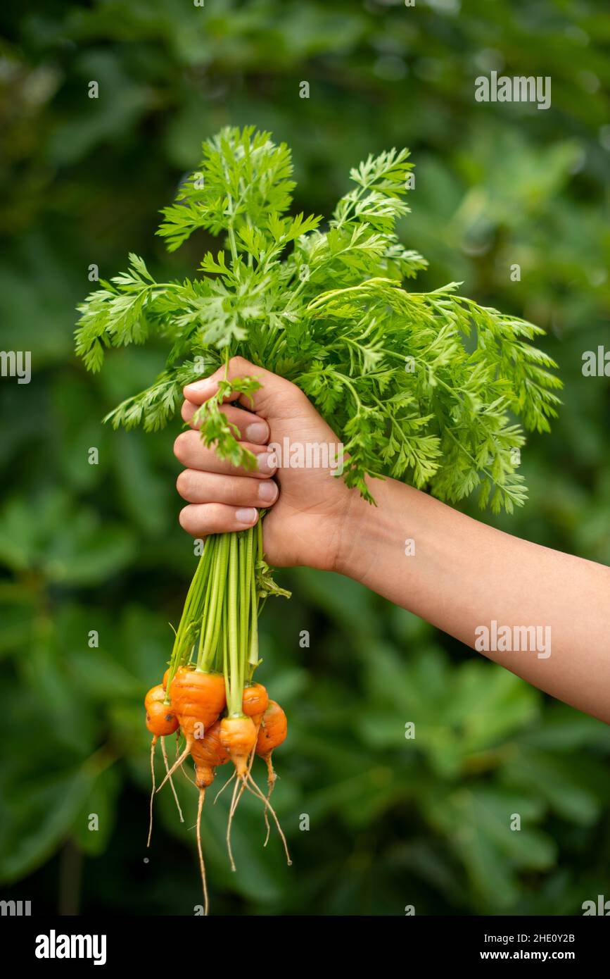 Selbstgewachsene Bio-Baby-Karotten Daucus carota. Stockfoto
