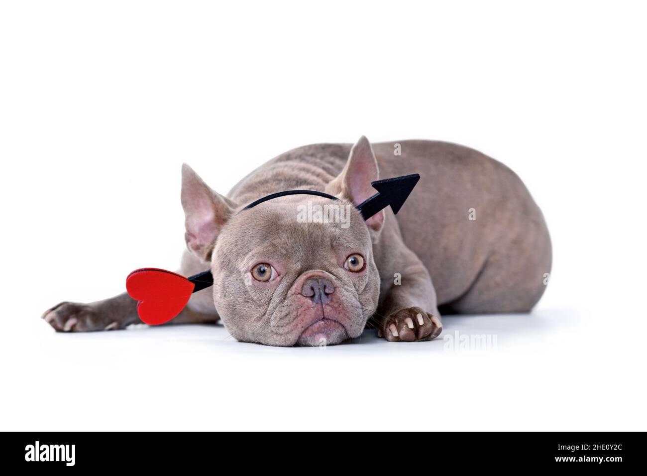 Französischer Bulldog-Hund mit Valentinstag-Amor-Pfeil-Stirnband auf weißem Hintergrund Stockfoto