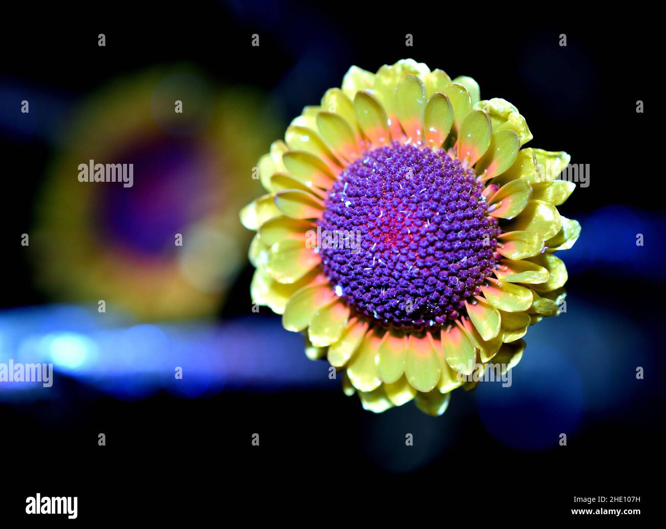 Gelbe Blumenstrauß, der in einem dunklen Raum mit einer UV-Taschenlampe aufgenommen wurde, um ein ultraviolett-induziertes Bild der sichtbaren Fluoreszenz (UVIVF) zu erstellen Stockfoto