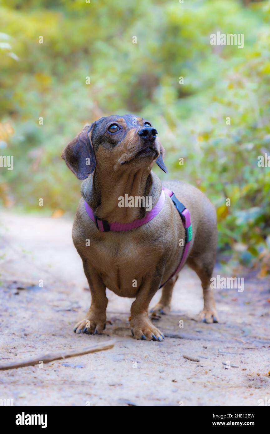 Kleiner Dackel, der auf einer Waldstraße posiert Stockfoto