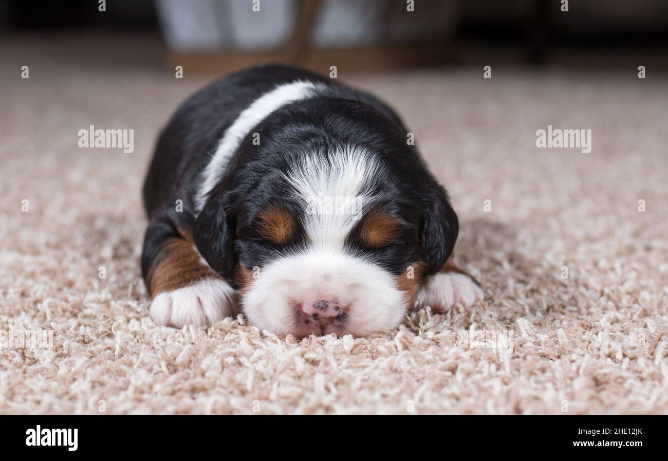 Mini Bernedoodle Puppy schläft auf Teppich Stockfoto