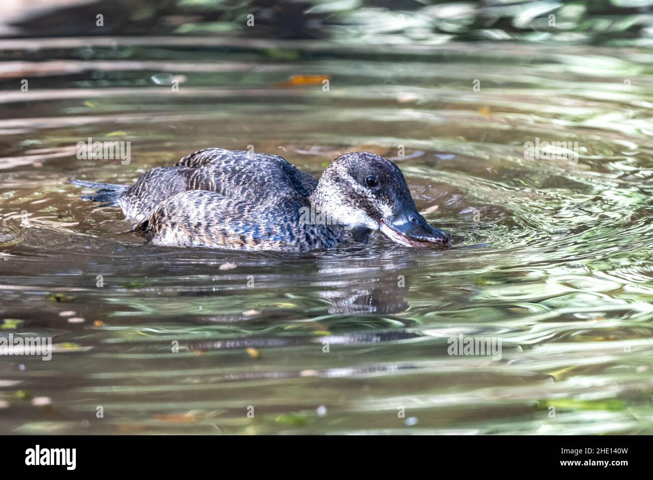 Weibliche Maccoa-Ente (Oxyura maccoa) Stockfoto