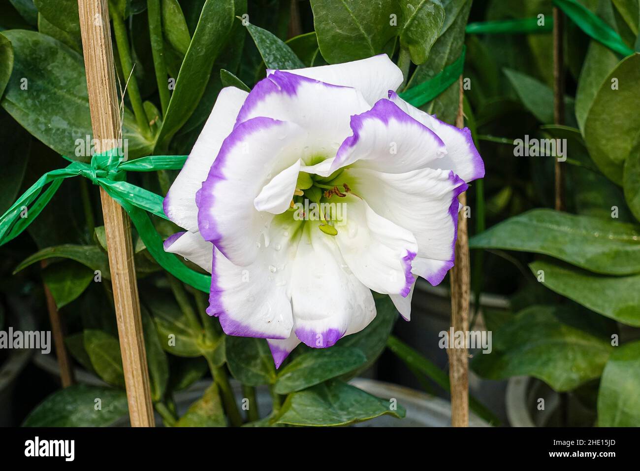 Nelken, bunte und lebendige Blumen Stockfoto
