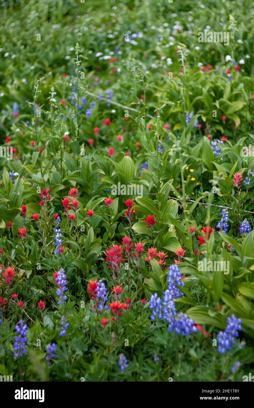 Alpine Wildblumen im Sun Peaks Resort, BC Stockfoto