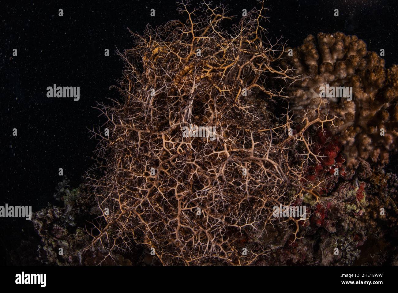 Ein Korbstern (Astroboa nuda), eine nachtaktive Art von brüchigem Stern, der beim Nachttauchen im Roten Meer, Ägypten, beobachtet wurde. Stockfoto