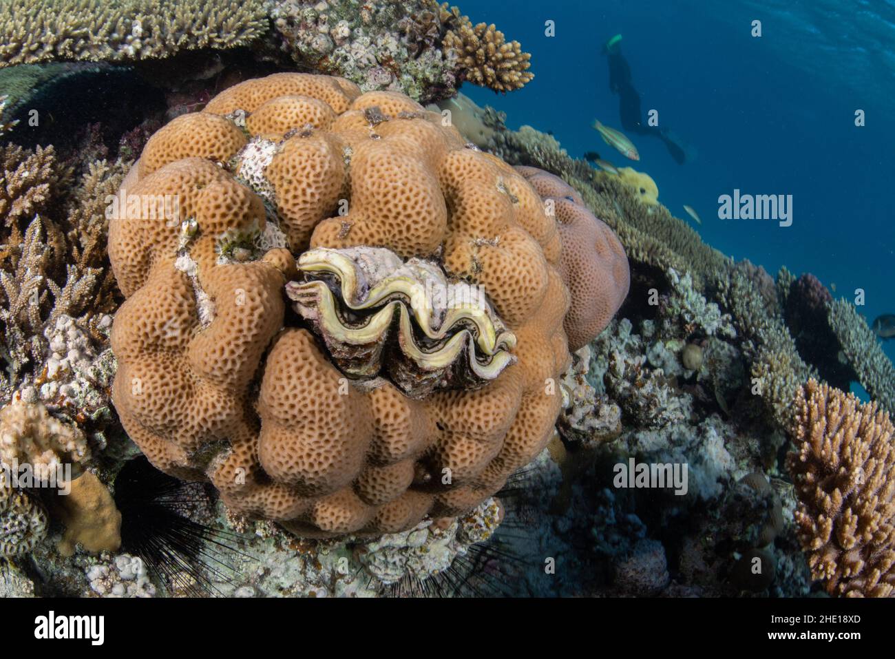 Eine riesige Muschel der Gattung Tridacna auf einem Korallenriff im Roten Meer Ägyptens. Stockfoto