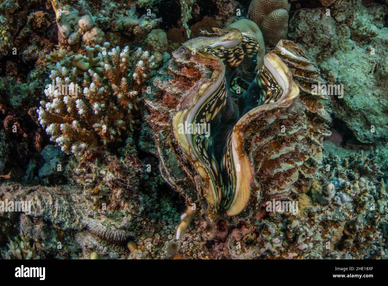 Eine riesige Muschel der Gattung Tridacna auf einem Korallenriff im Roten Meer Ägyptens. Stockfoto