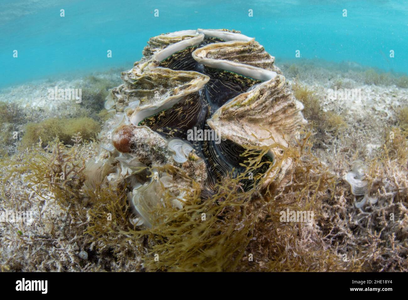 Eine riesige Muschel der Tridacna-Gattung im flachen Wasser des Roten Meeres in Ägypten. Stockfoto