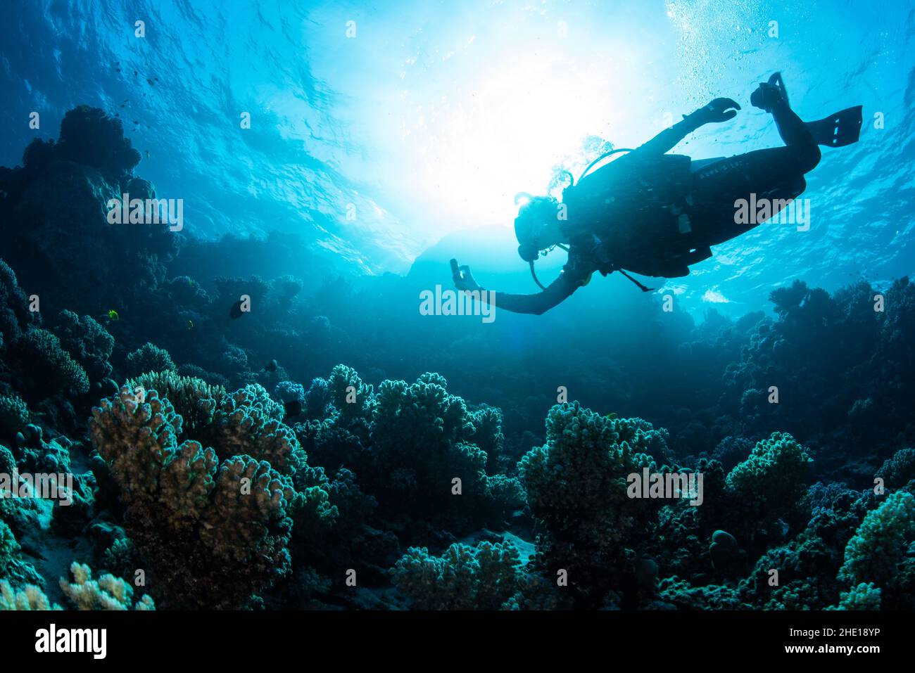 Ein Taucher nähert sich Korallen mit einem ausgestreckten Arm, fotografiert von unten im Roten Meer, Ägypten. Stockfoto