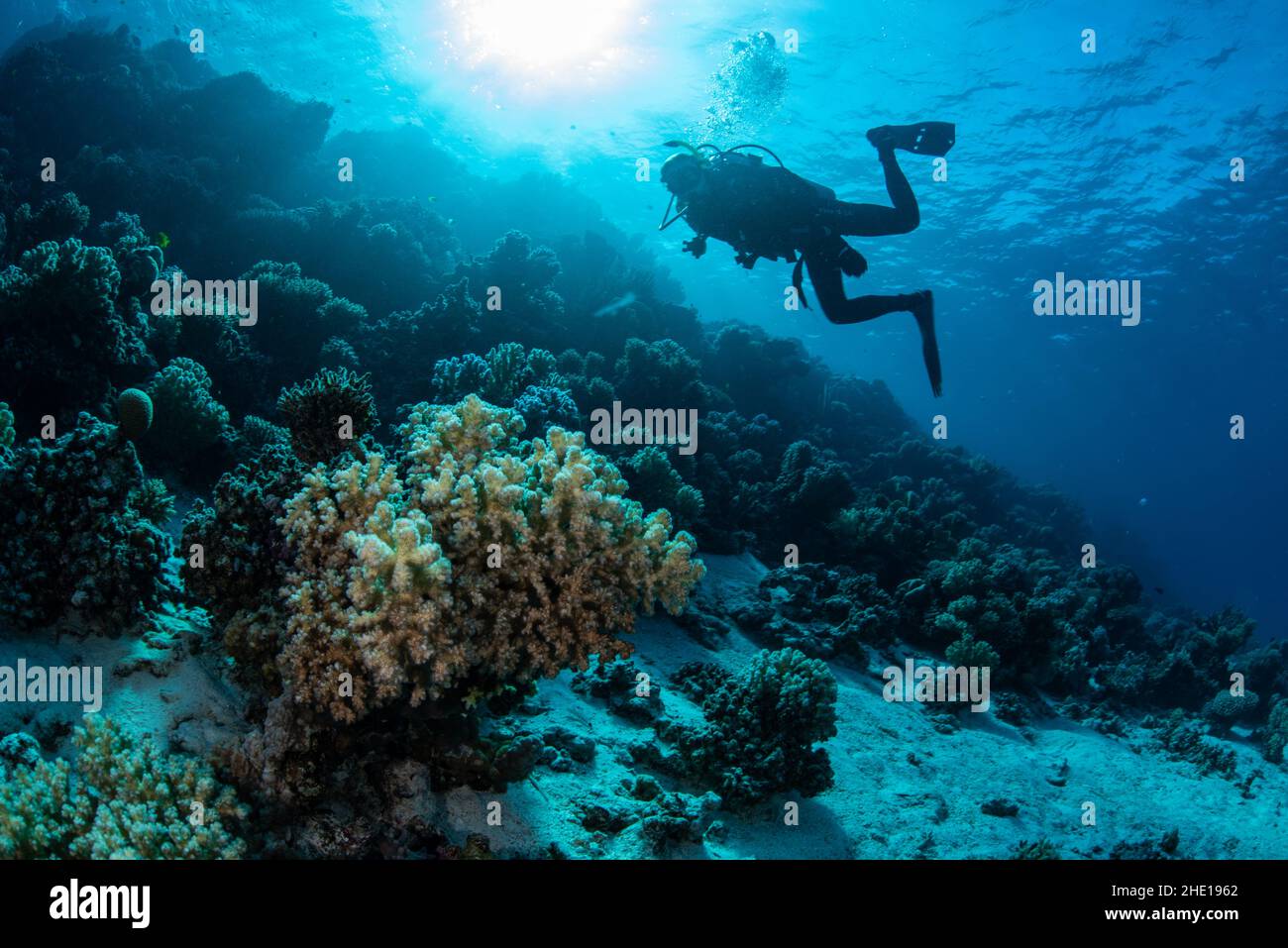 Eine weibliche Taucherin passiert in der Nähe eines Korallenriffs im Roten Meer vor der Küste von Hurghada, Ägypten. Stockfoto
