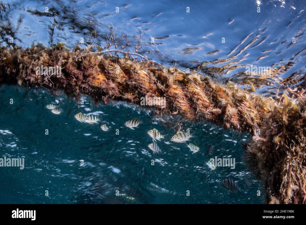 Juveniler indopazifischer Feldwebel (Abudefduf vaigiensis), der an einem Treibseil im Roten Meer, Ägypten, Schutz bietet. Stockfoto