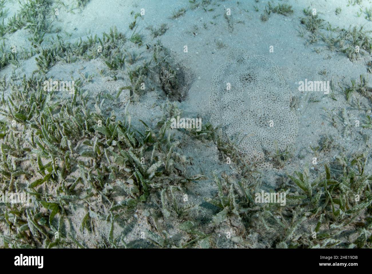 Die finenlose Sohle (Pardachirus marmoratus) ist ein unglaublich gut getarnter Fisch am Meeresboden, der auf Sand inmitten von Seegras versteckt ist. Stockfoto