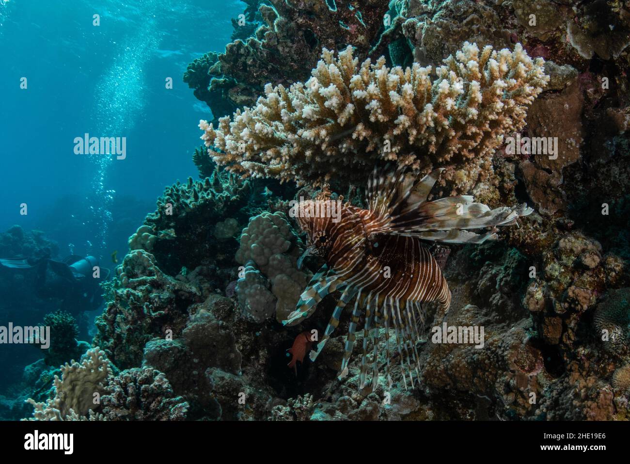 Ein gewöhnlicher Löwenfisch (Pterois Miles), der sich tagsüber im Roten Meer in der Nähe von Hurghada, Ägypten, unter Korallen versteckt. Stockfoto