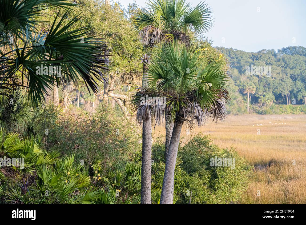 Sabal Palmen und Salzsumpflandschaft auf Fort George Island in Jacksonville, Florida. (USA) Stockfoto