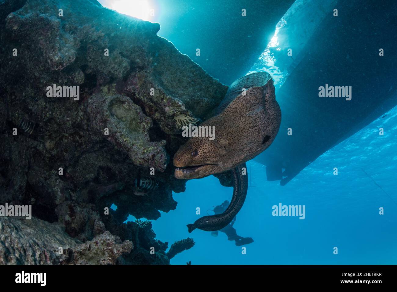 Ein riesiger Muränen-Aal (Gymnothorax javanicus) aus dem Roten Meer in der Nähe von Hurghada, Ägypten. Stockfoto