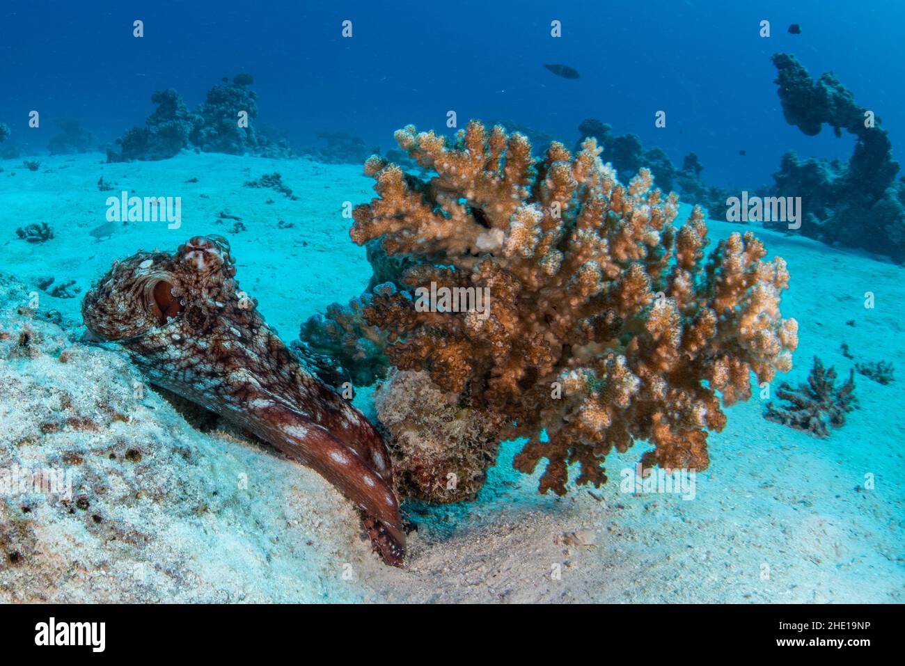 Ein Tag Krake (Octopus cyanea) auf dem Meeresboden im Roten Meer in der Nähe von Hurghada, Ägypten. Sie sind in der Lage, die Farbe in einem Augenblick zu ändern. Stockfoto