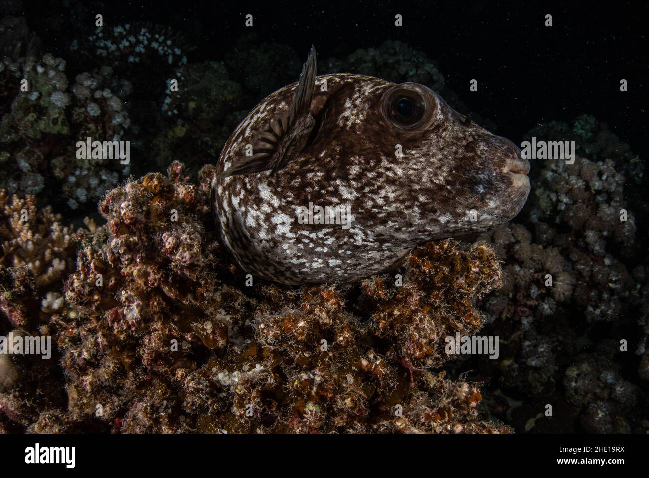 Ein maskierter, maskierter Kugelfisch (Arothron diadematus), der nachts im Roten Meer, Ägypten, auf dem Riff schläft. Stockfoto