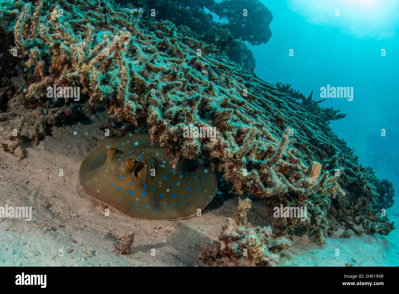 Ein bluespotted Ribbontail ray (Taeniura lympma) versteckt sich unter Korallen im Roten Meer, Ägypten. Stockfoto