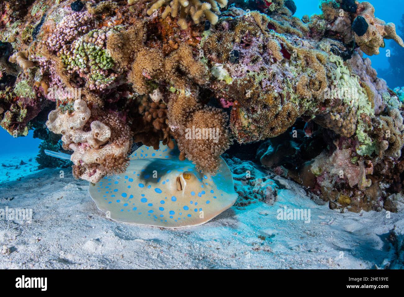 Unter einer Koralle ruht ein bluespotted Ribbontail Stingray (Taeniura lympma) in einem Riff vor der Küste von Hurghada, Ägypten, im Roten Meer. Stockfoto