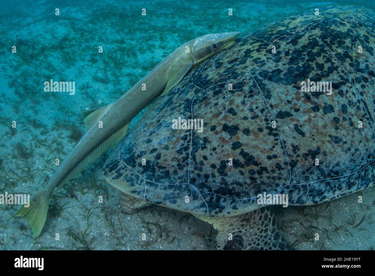 Remora-Saugerfisch auf der Schale einer grünen Meeresschildkröte in Marsa Alam, Ägypten. Stockfoto