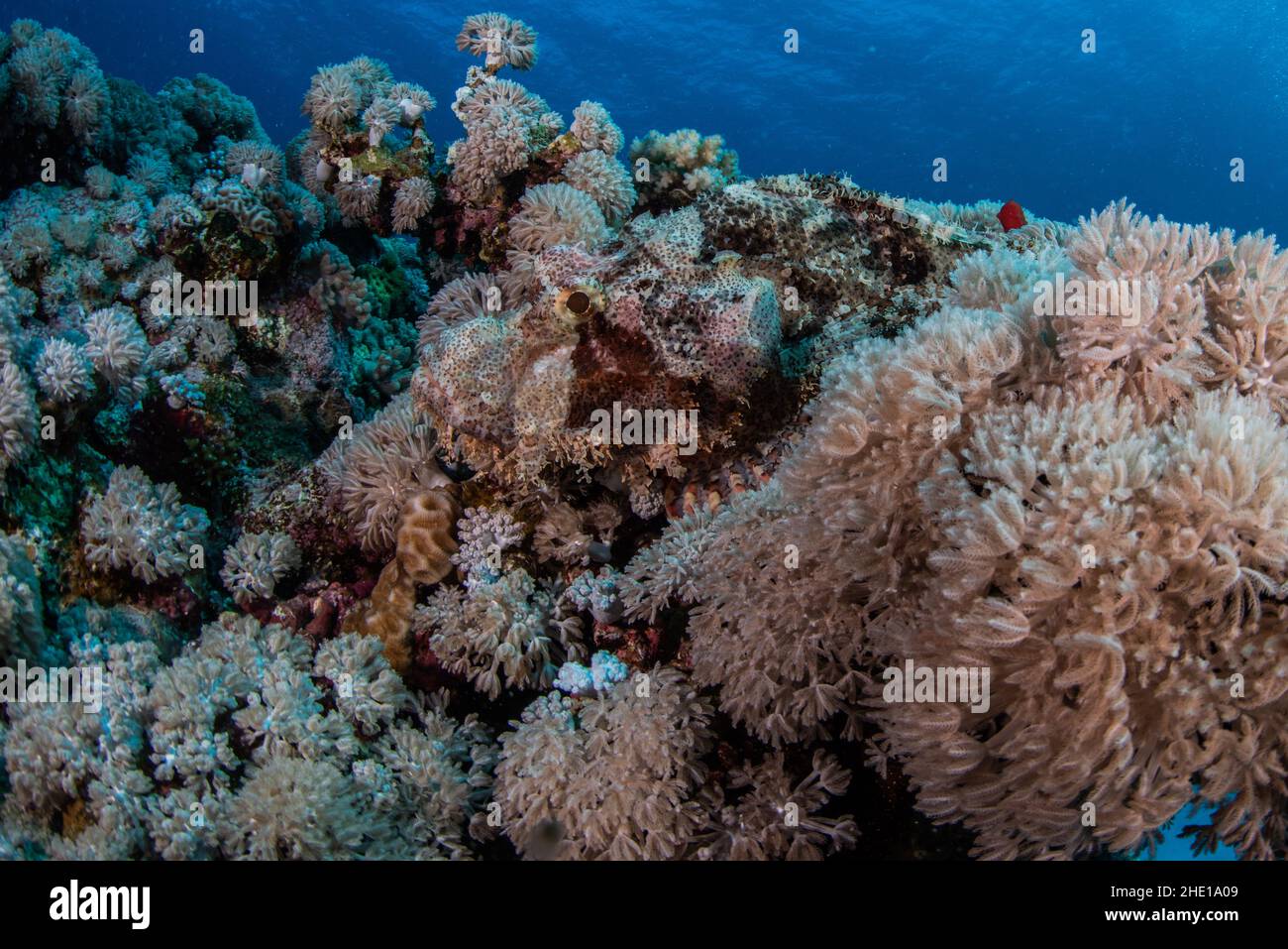 Ein verkohlter Skorpionfisch (Scorpaenopsis oxycephala) ist aufgrund seiner effektiven Tarnung fast unsichtbar inmitten der Korallen, auf die er sich legt. Stockfoto
