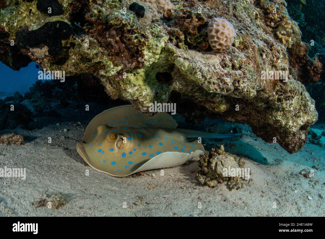 Unter einer Koralle ruht ein bluespotted Ribbontail Stingray (Taeniura lympma) in einem Riff vor der Küste von Hurghada, Ägypten, im Roten Meer. Stockfoto