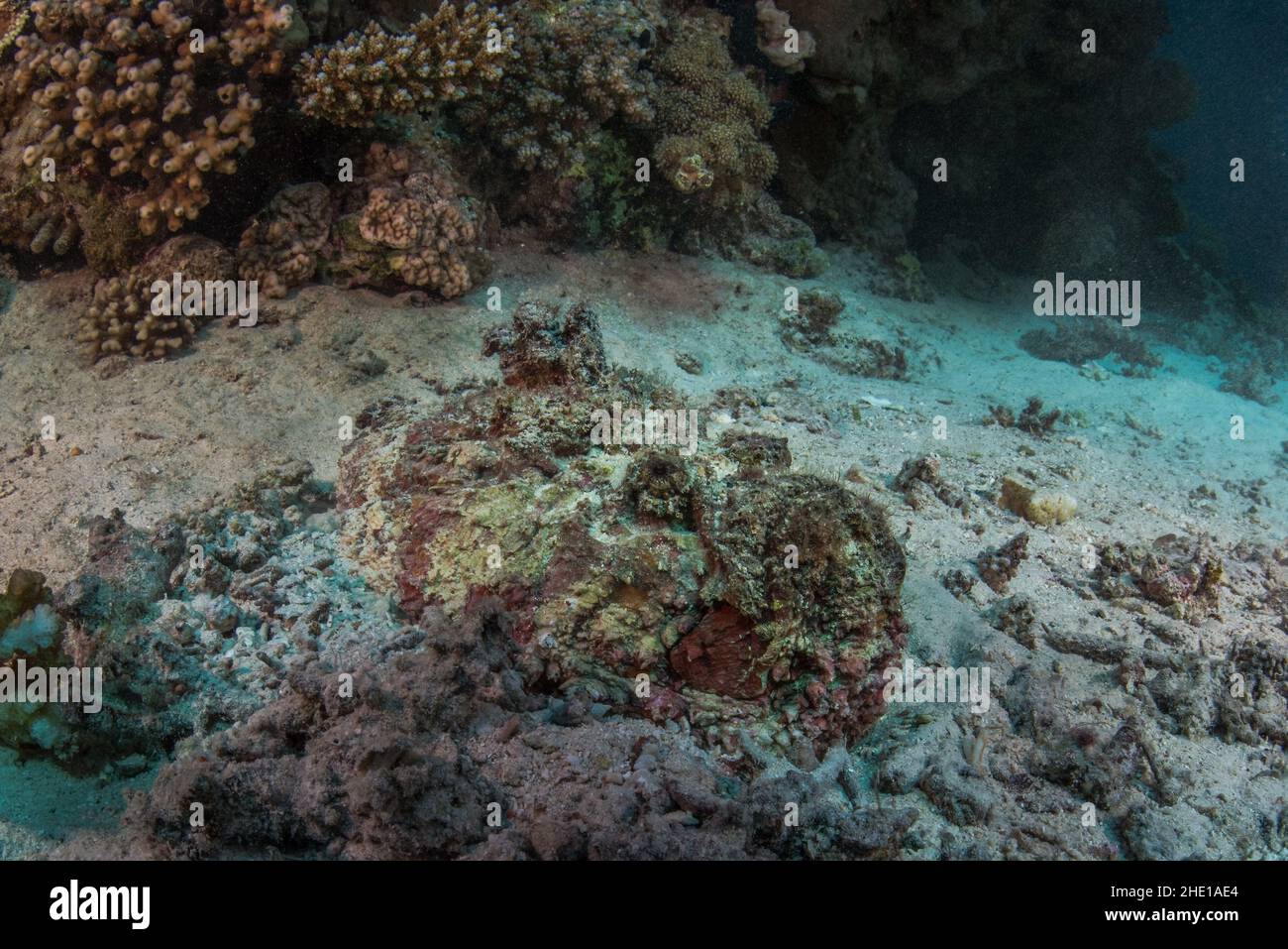 Dieser auf dem Meeresboden getarnte Riff-Steinfisch (Sylancia verrucosa) gilt weithin als eine der giftigsten Fischarten. Stockfoto