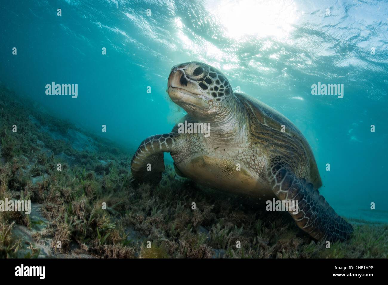Eine grüne Meeresschildkröte (Chelonia mydas), eine vom Aussterben bedrohte Reptilienart, die sich auf Seegras im Roten Meer, Ägypten, ernährt. Stockfoto