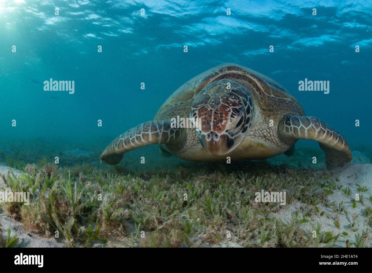 Eine grüne Meeresschildkröte (Chelonia mydas), eine vom Aussterben bedrohte Reptilienart, die sich auf Seegras im Roten Meer, Ägypten, ernährt. Stockfoto
