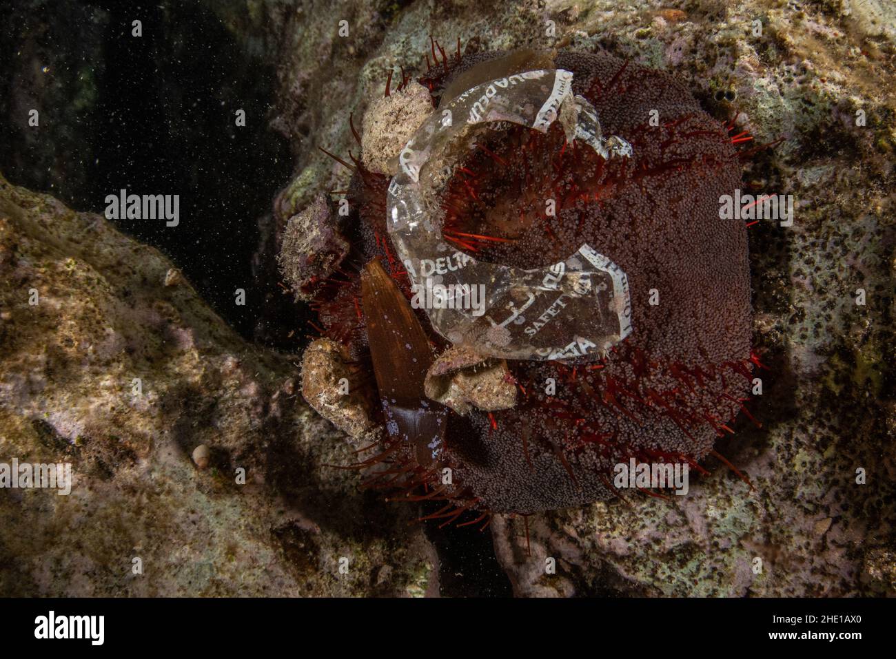 Ein Stück Plastikmüll, das an einem Seeigel (Tripneustes gratilla elatensis) im Roten Meer klebt, ein Zeichen der Meeresverschmutzung. Stockfoto