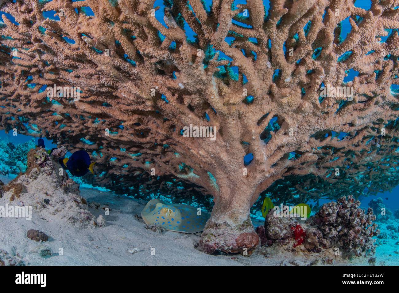 Unter einer Koralle ruht ein bluespotted Ribbontail Stingray (Taeniura lympma) in einem Riff vor der Küste von Hurghada, Ägypten, im Roten Meer. Stockfoto