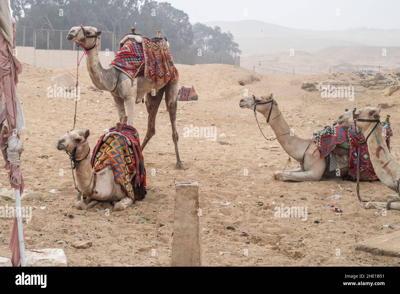 Captive Vieh Dromedarkamele (Camelus dromedarius) verwendet für die Touristen Fahrten in Ägypten. Stockfoto