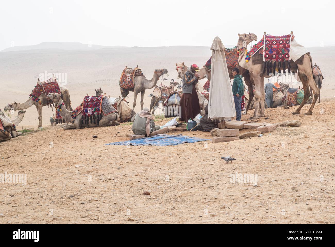 Captive Vieh Dromedarkamele (Camelus dromedarius) verwendet für die Touristen Fahrten in Ägypten. Stockfoto