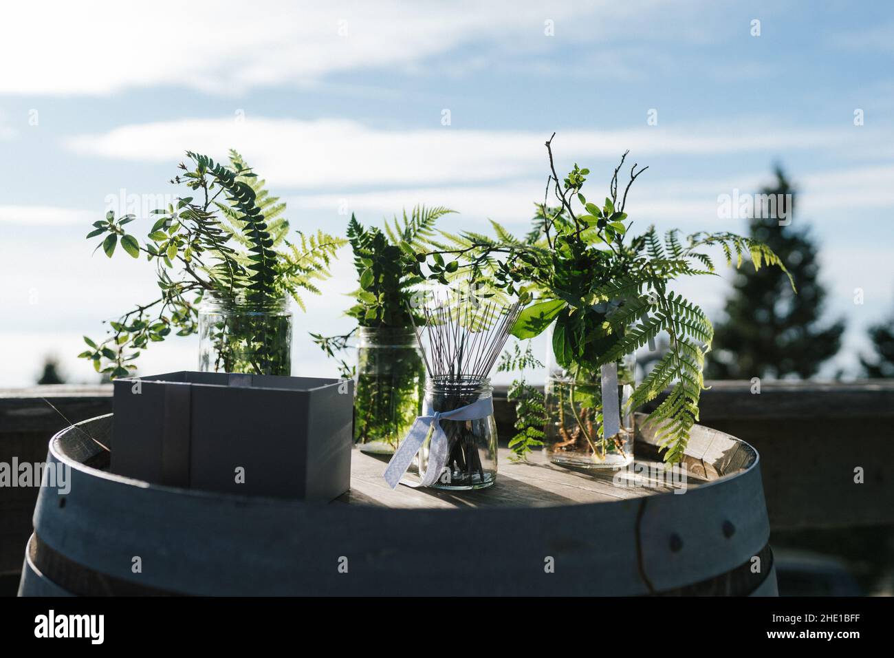 Eine schöne Pflanze in den Gläsern auf einem Holzfass unter Sonnenlicht Stockfoto