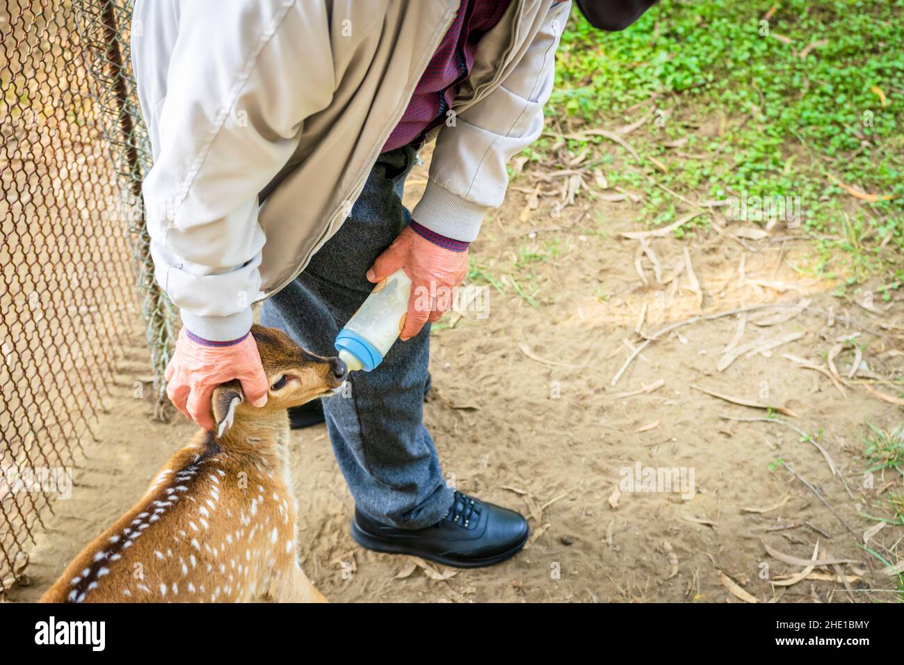 Männer alte Hand Fütterung Hirsch mit Milch. Vertikaler Leerraum-Hintergrund. Stockfoto