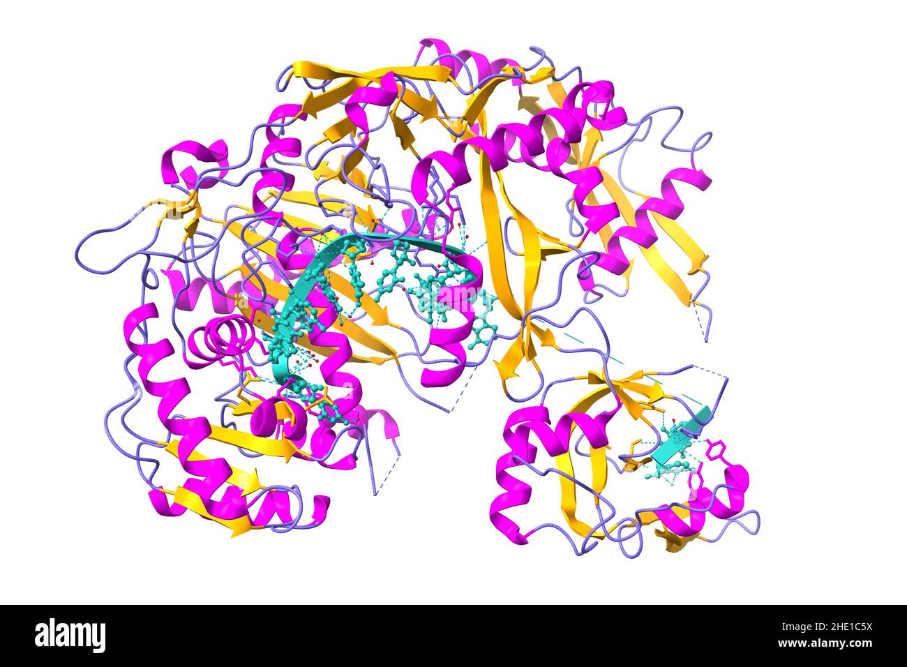Struktur des humanen argonaute-1, komplex mit Let-7 miRNA. 3D Cartoon-Modell, sekundäre Struktur Farbgebung, PDB 4krf, weißer Hintergrund Stockfoto