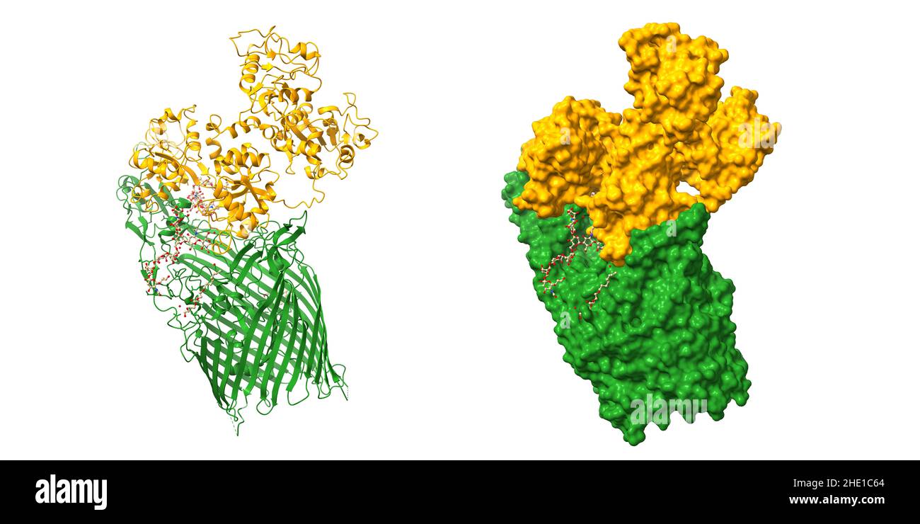 Struktur des Transferrinbindungsproteins A (grün) aus Neisseria meningitidis, komplex mit humanem Transferrin (orange) in voller Länge. PDB 3v8x Stockfoto