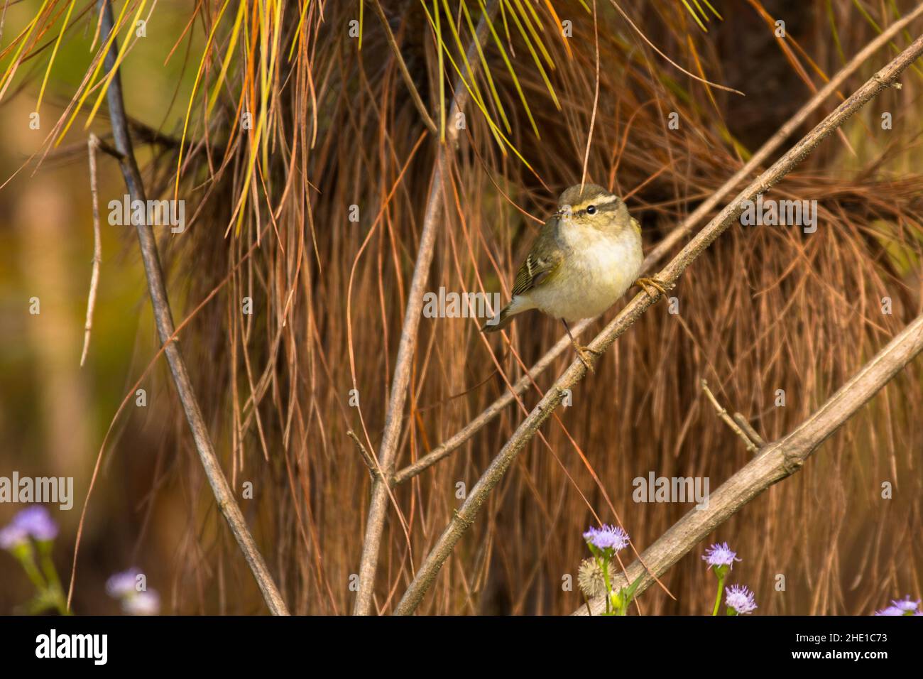 Gelbbrauenwaldsänger, Phylloscopus inornatus, Vietnam Stockfoto