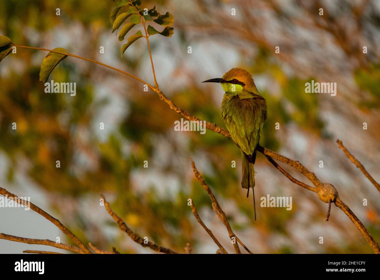 Grüner Asienbienenfresser, Merops orientalis. Mui Ne. Vietnam Stockfoto