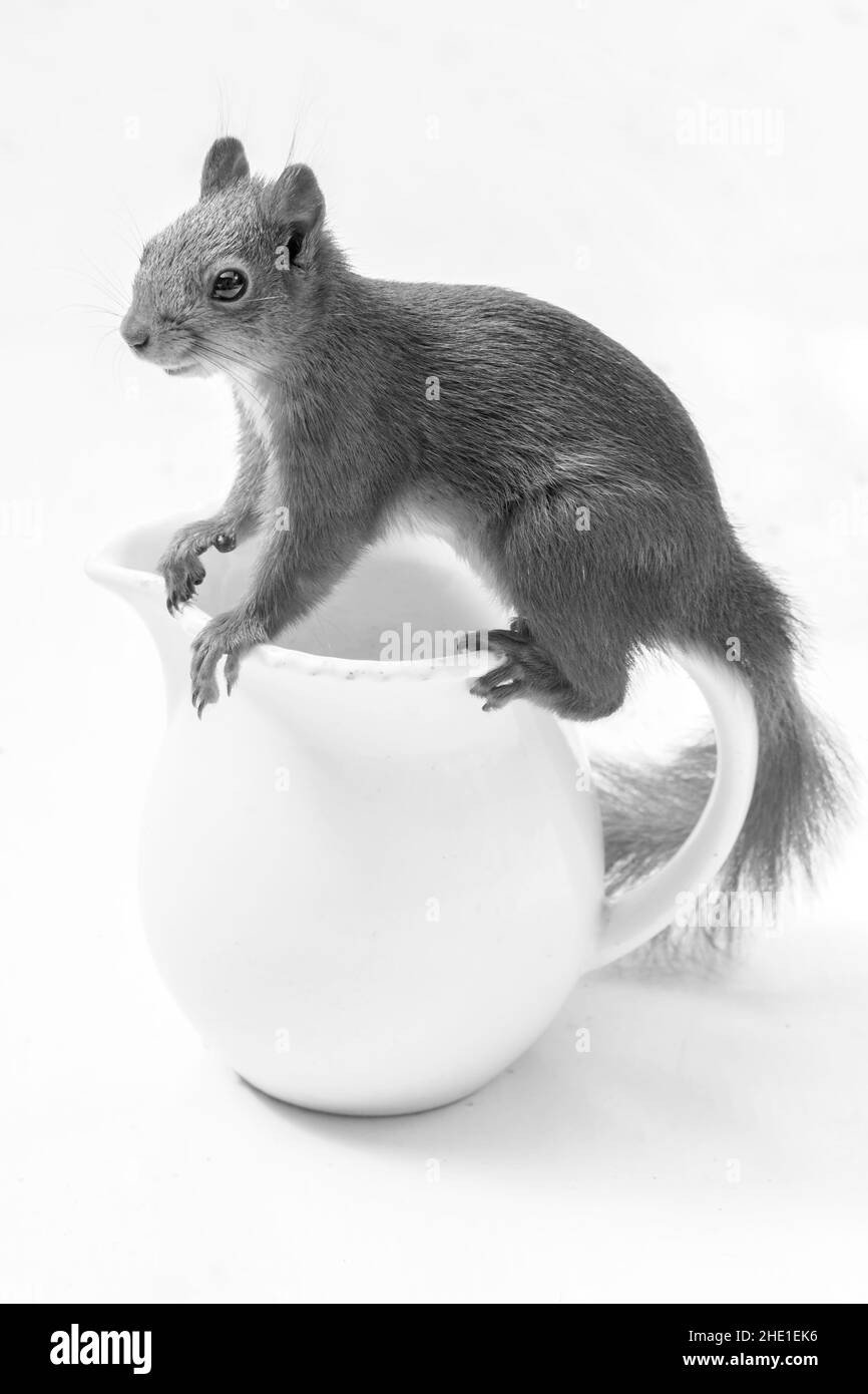 Eichhörnchen steht auf einer Vase in schwarz und weiß Stockfoto