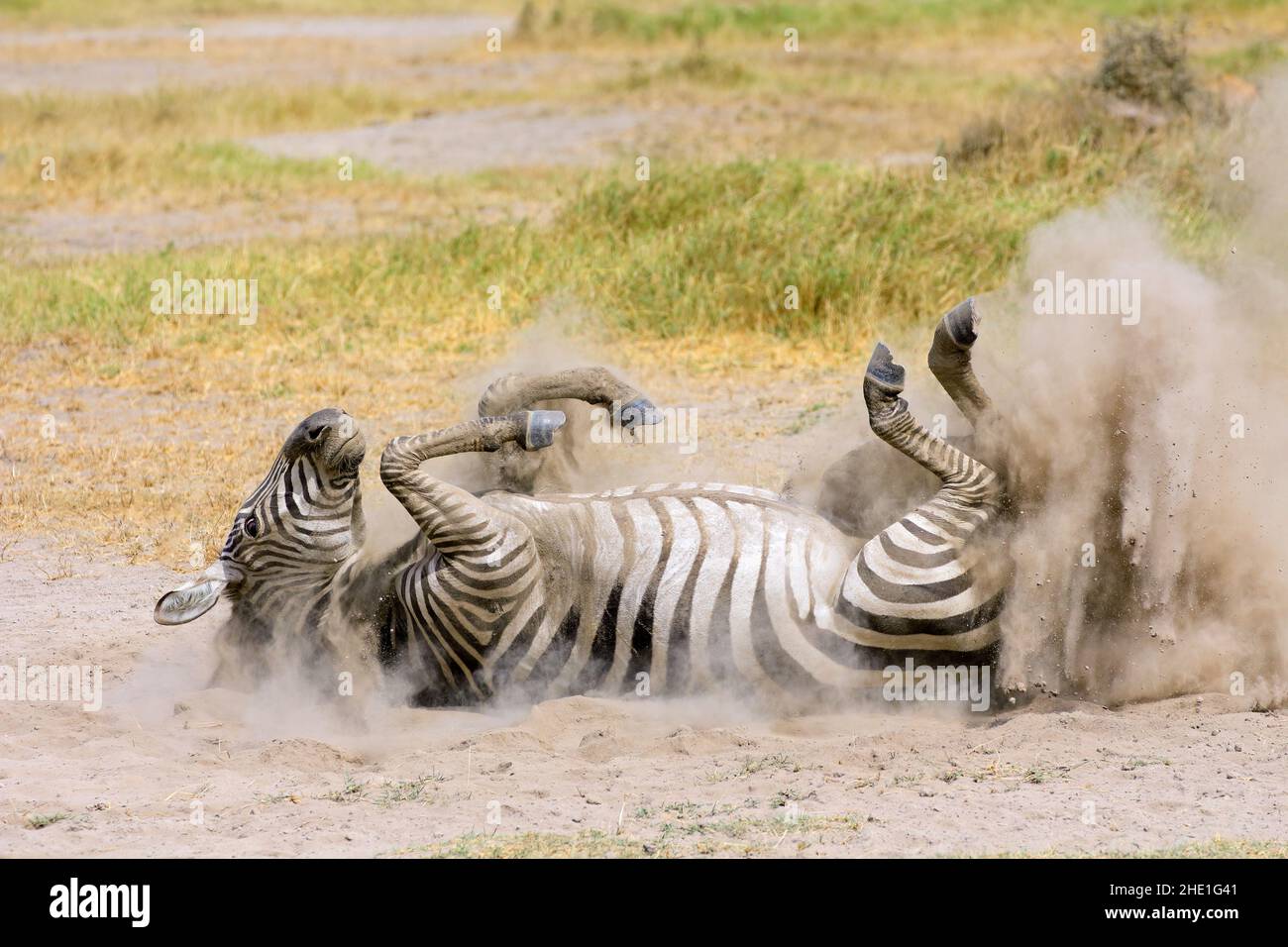 Eine ebenen Zebra (Equus burchelli) Rollen in Staub, Amboseli National Park, Kenia Stockfoto