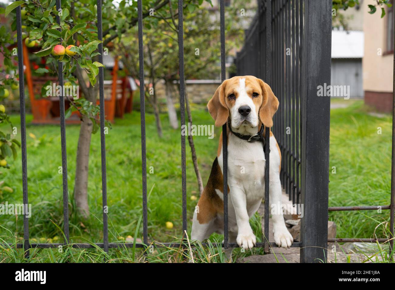 Ein Beagle-Hund bellt hinter einem geschmiedeten Metallzaun, der auf dem Gras sitzt. Stockfoto