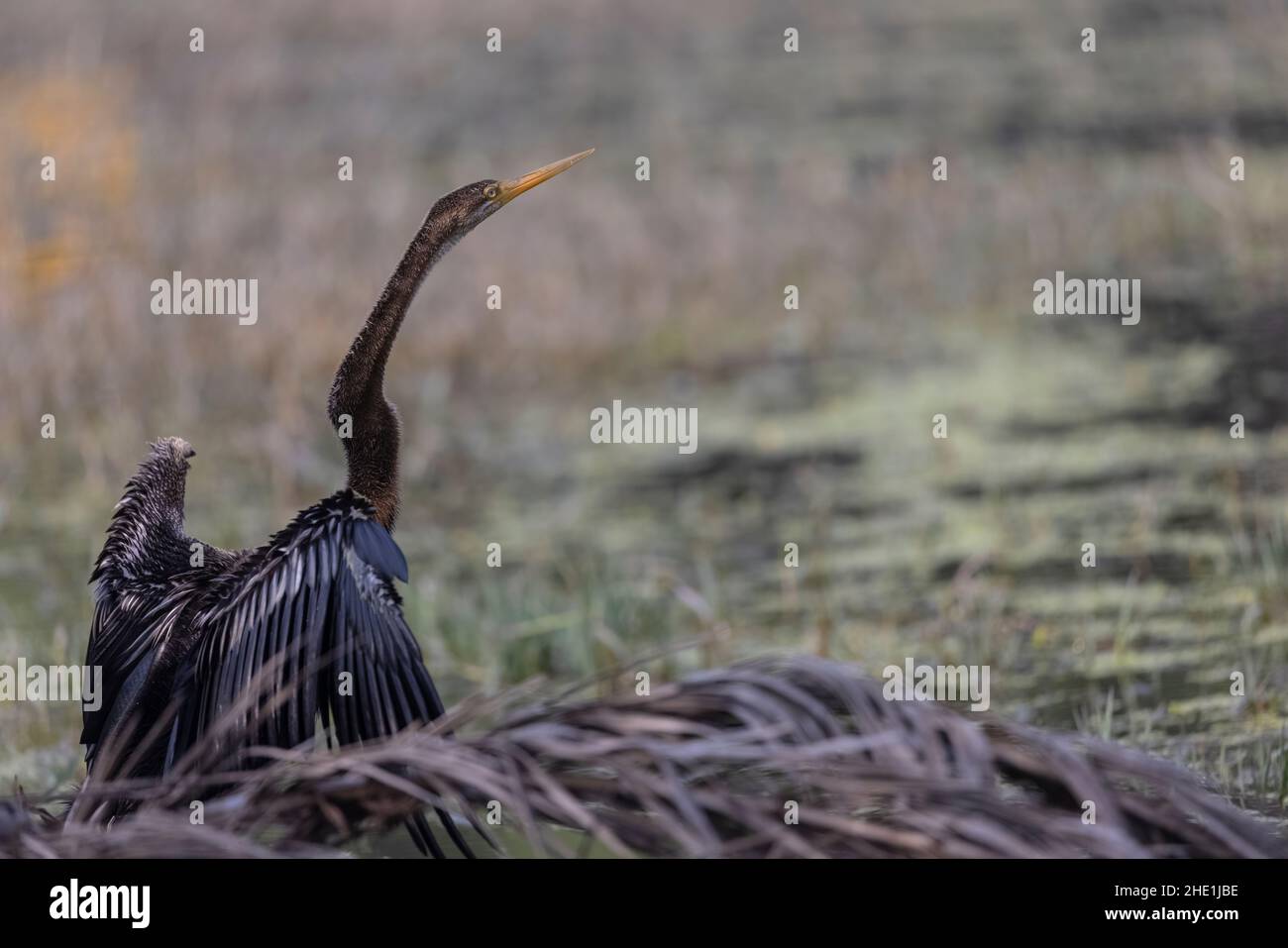 Oriental Darter oder Indian Snake Bird (Anhinga melanogaster) auf dem Boden in Waldgebiet thront. Stockfoto