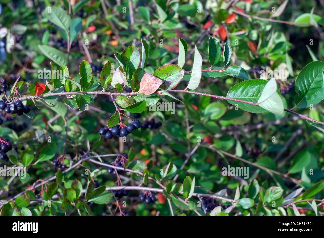 Die Früchte der Apfelbeere auf den Büschen, im Sommer Stockfoto