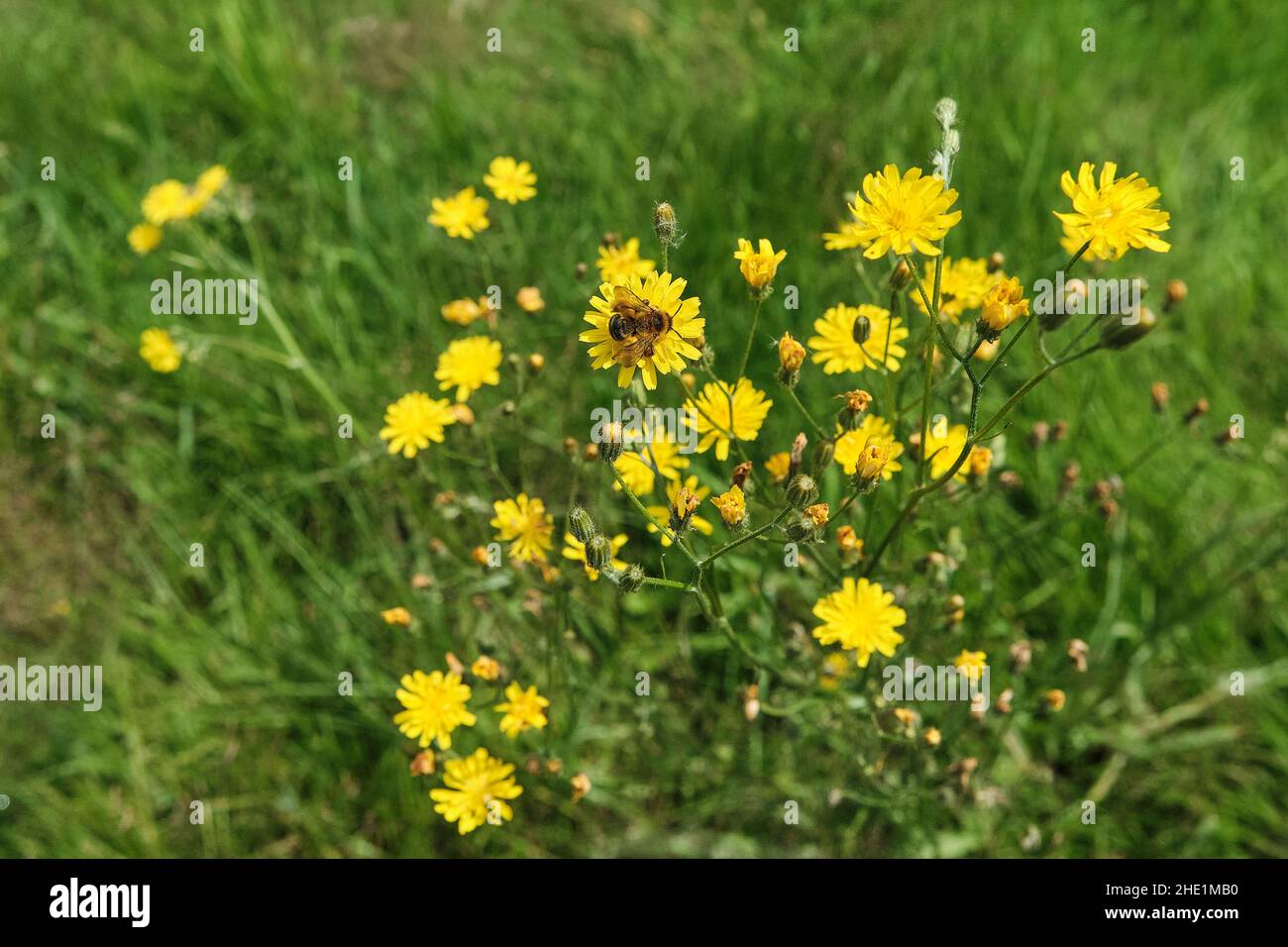Leuchtend gelbe Blüten auf einer Wiese, die von Bienen bestäubt wird Stockfoto