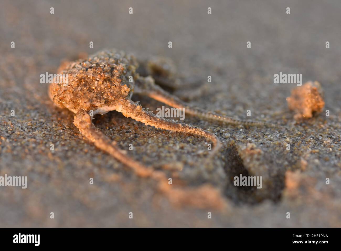Brüchiger Stern am Sandstrand von Monto Gordo an der Algarve im Süden Portugals. Stockfoto